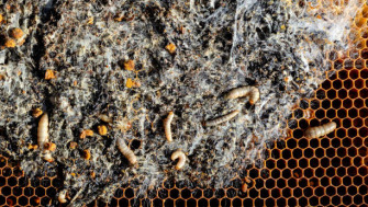 Tratament impotriva moliei de ceara cu Bacillus thuringiensis - cea mai eficienta si BIOLOGICA metoda ?