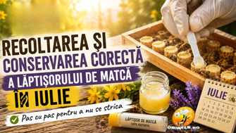 Recoltarea și conservarea corectă a lăptișorului de matcă în iulie