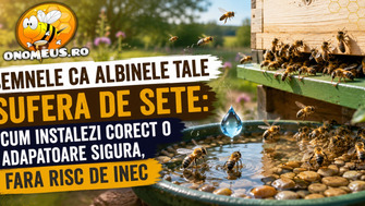 Semnele ca albinele tale sufera de sete: Cum instalezi corect o adapatoare sigura, fara risc de inec