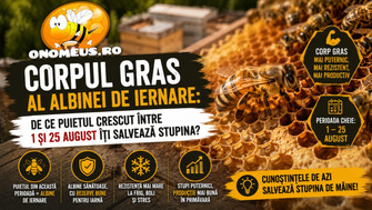 Corpul gras al albinei de iernare: De ce puietul crescut între 1 și 25 august îți salvează stupina?