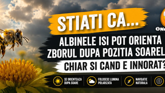 Stiati Ca… Albinele Isi Pot Orienta Zborul Dupa Pozitia Soarelui Chiar Si Cand E Innorat?