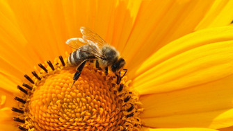 Albina - cea mai importanta fiinta de pe glob