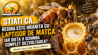 Stiati ca... regina este hranita cu laptisor de matca, iar dieta ii schimba complet dezvoltarea?