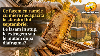 Ce facem cu ramele cu miere necapacită la sfârșitul lui septembrie: Le lăsăm în stup, le extragem sau le mutăm după diafragmă?