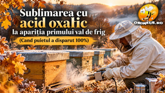 Sublimarea cu acid oxalic la apariția primului val de frig (Când puietul a dispărut 100%)