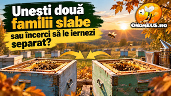 Unesti doua familii slabe sau incerci sa le iernezi separat?