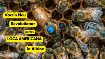 Vaccin Revoluționar pentru Albine: Cum Să Îți Protejezi Stupina de Loca Americană
