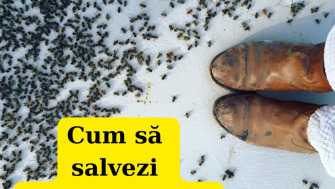 Cum să Salvezi un Stup Otrăvit: Sfaturi pentru Prevenirea și Recuperarea Coloniilor