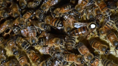 Albinele nu pot practica distanțarea socială, așa că rămân sănătoase una langa alta lucrând împreună