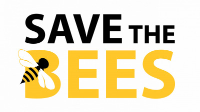 6 moduri simple de a ajuta la salvarea albinelor de la dispariție