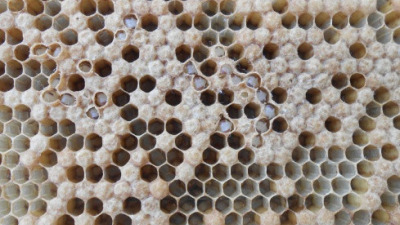 Cum scapam de Ascoferoza sau popular numita puiet varos la albine