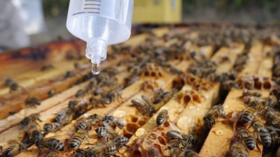 Glicerina Vegetală în Apicultură: O Soluție Inovatoare pentru Sănătatea Albinei