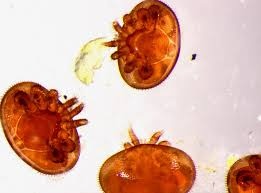Varroa Jacosnoni - onomeus.ro