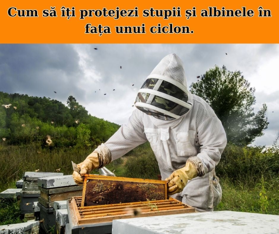 Cum să îți protejezi stupii și albinele în fața unui ciclon | Sfaturi esențiale.- onomeus.ro