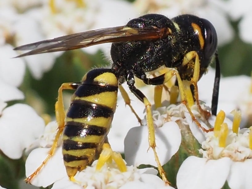 Lupul Albinelor (Philanthus triangulum) - Ghid Complet pentru Combatere și Control - onomeus.ro