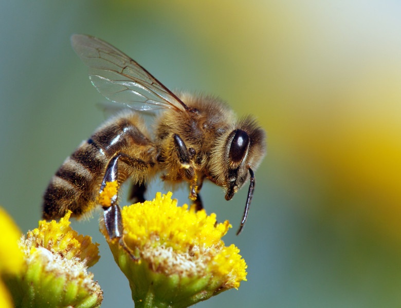 Rolul albinelor in biodiversitatea agriculturii - onomeus.ro
