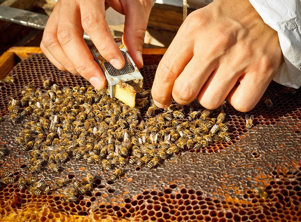 coportamentul albinei carpatine in stupina - onomeus.ro