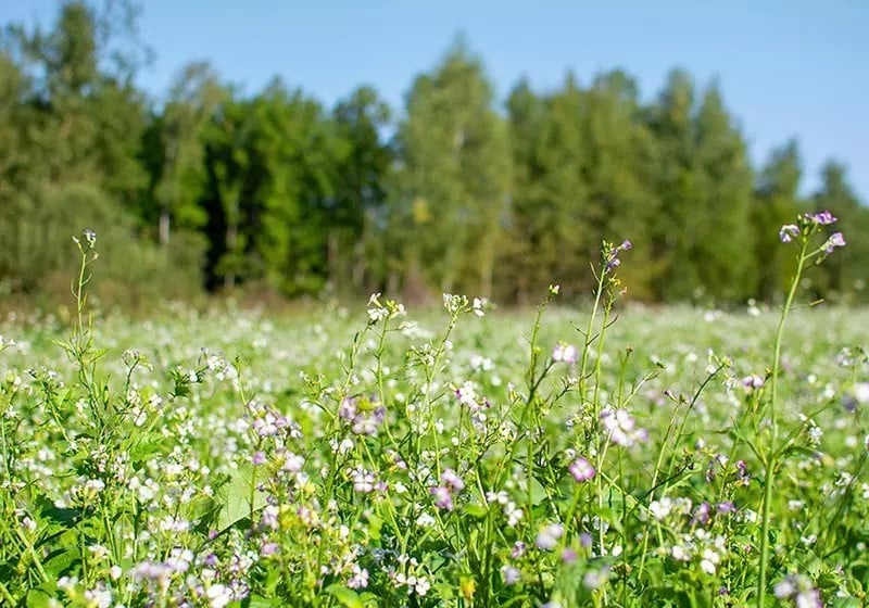 Seminte de ridiche de ulei – planta furajera excelenta pentru sol si polenizatori - onomeus.ro