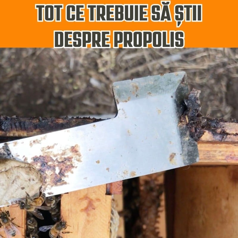 Tot ce trebuie să știi despre propolis - onomeus.ro