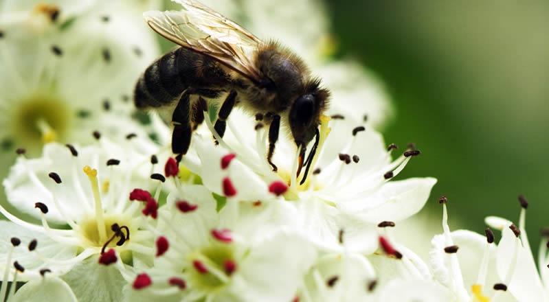 caucasian queen bee