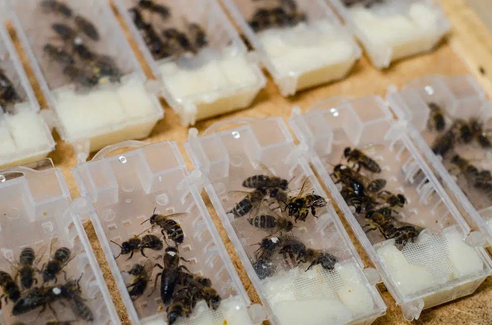 caucasian queen bee