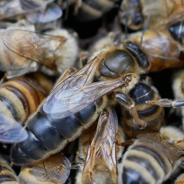 matca albine caucaziana