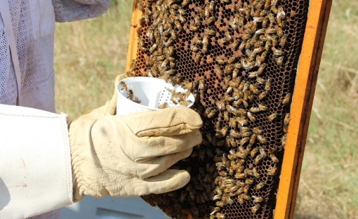 TESTER VARROA EASY CHECK-onomeus.ro