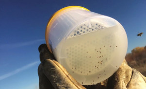 TESTER VARROA EASY CHECK