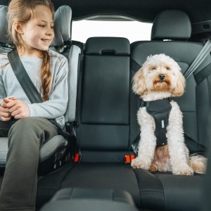 Ham auto pentru caini Thule Cappy, S - Img 6