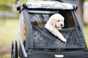 Kit transport animale pentru remorca de bicicleta Thule Courier - Img 4
