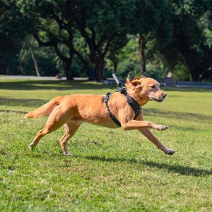 Ham de prindere pentru animale Insta360 - mărimea L - Img 12