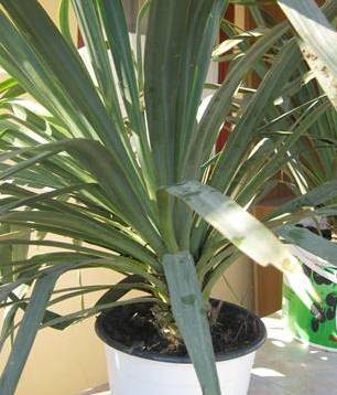 Yucca de gradina - Img 2