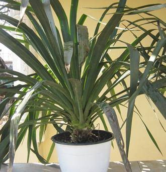 Yucca de gradina - Img 3