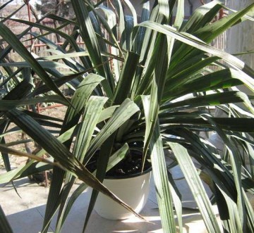 Yucca de gradina - Img 4