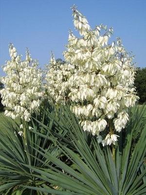 Yucca de gradina - Img 5