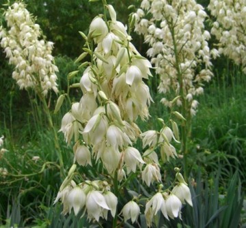 Yucca de gradina - Img 6