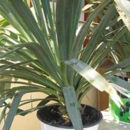 Yucca de gradina - Img 2