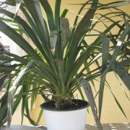 Yucca de gradina - Img 3