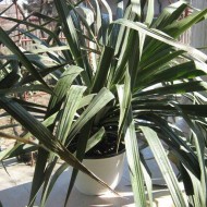 Yucca de gradina - Img 4