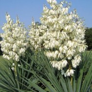 Yucca de gradina - Img 5
