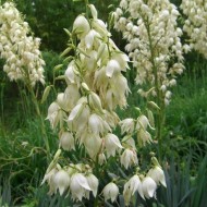 Yucca de gradina - Img 6