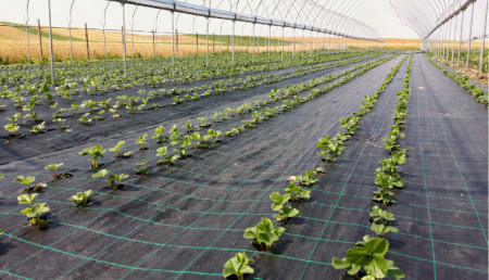 Folie Agrotextil Antiburuieni, 2 x100 m, Negru
