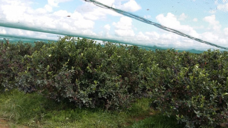 Plasa de protectie impotriva pasarilor 6 x 100 m, Verde