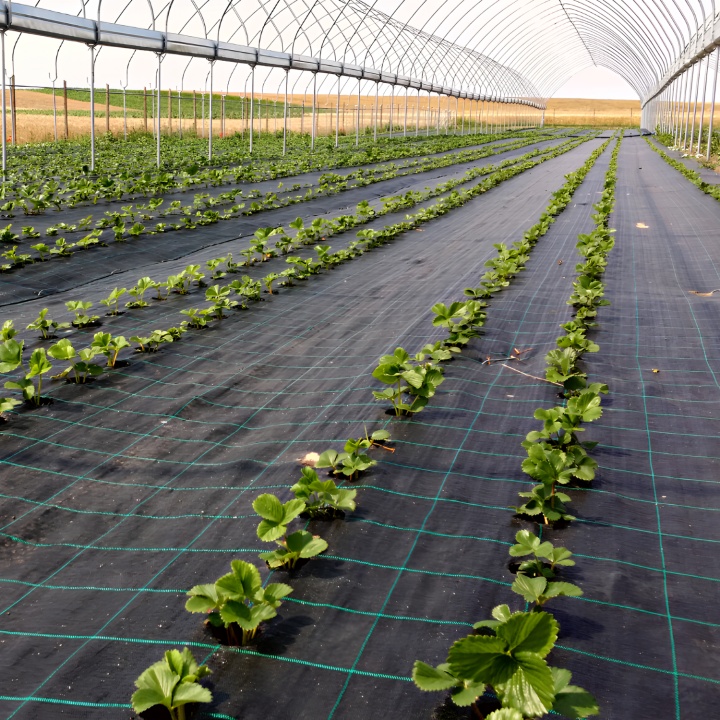 Agrotextil Antiburuieni, 2 m x 100 m, Negru | Black Friday - Img 3
