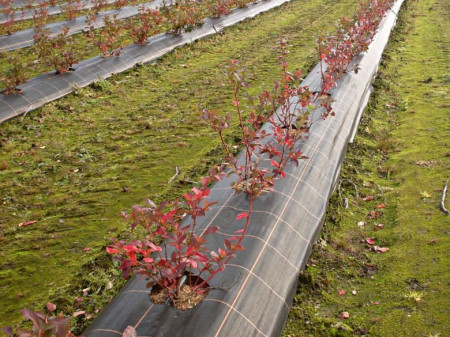 Agrotextil Antiburuieni, folie mulcire