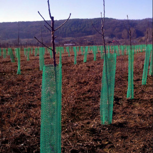 Plase protectie livada pomisori, Verde, 14cm