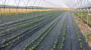 Agrotextil Antiburuieni, Latime 1.5m, Lungime 100m, Negru