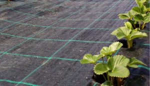 Agrotextil Antiburuieni, Latime 2m, Lungime 100m, Negru