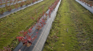 Agrotextil Antiburuieni, 4.2 x 100m, Negru