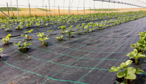 Agrotextil Antiburuieni, 2 m x 100 m, Negru